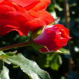 KORplunblo - Ruža - Planten un Blomen® - Narudžba ruža